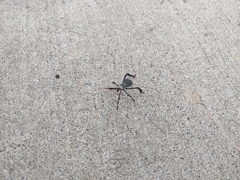 Acanthocephala declivis