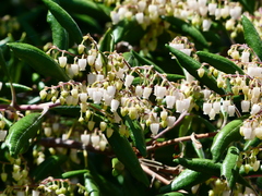 Comarostaphylis diversifolia diversifolia