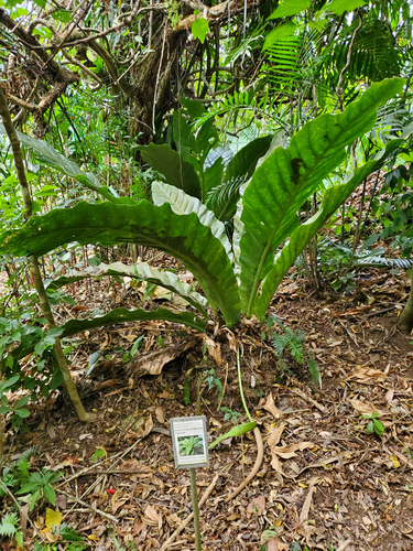 Anthurium salvinii