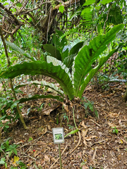 Anthurium salvinii, photograph (c) Tom Field, some rights reserved (CC BY)
