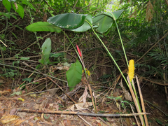 Calathea crotalifera