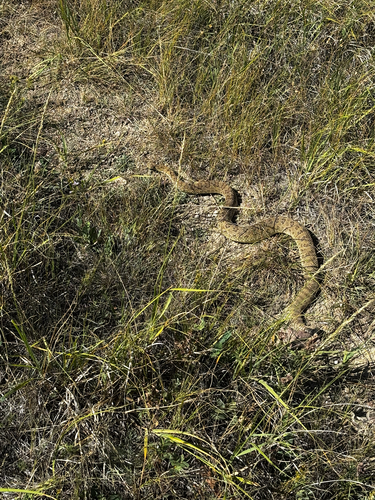 Prairie Rattlesnake
