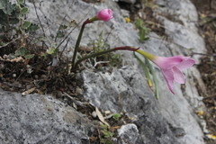 Zephyranthes lindleyana