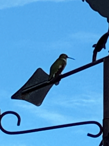 Ruby-throated Hummingbird