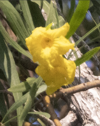 Lithospermum incisum