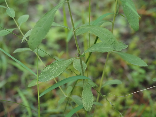 Eupatorium semiserratum, photograph 5