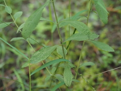 Eupatorium semiserratum, photograph (c) carter, some rights reserved (CC BY)