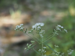 Eupatorium semiserratum, photograph (c) carter, some rights reserved (CC BY)