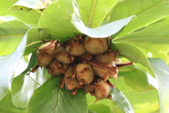 Myotis formosus flavus