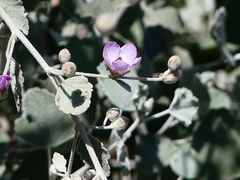 Malacothamnus niveus