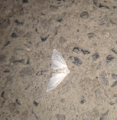 Lepidoptera