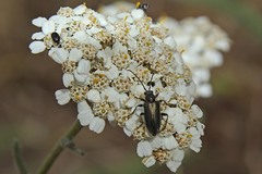 Brachysomida californica