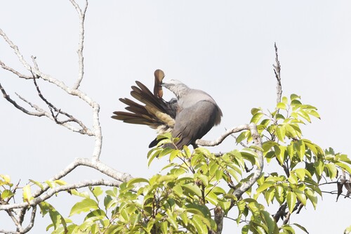 Barking Imperial Pigeon