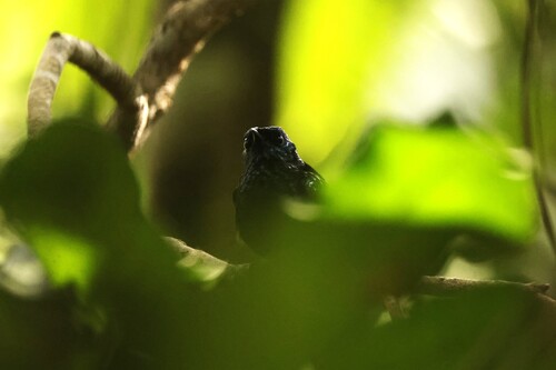 Natewa Silktail