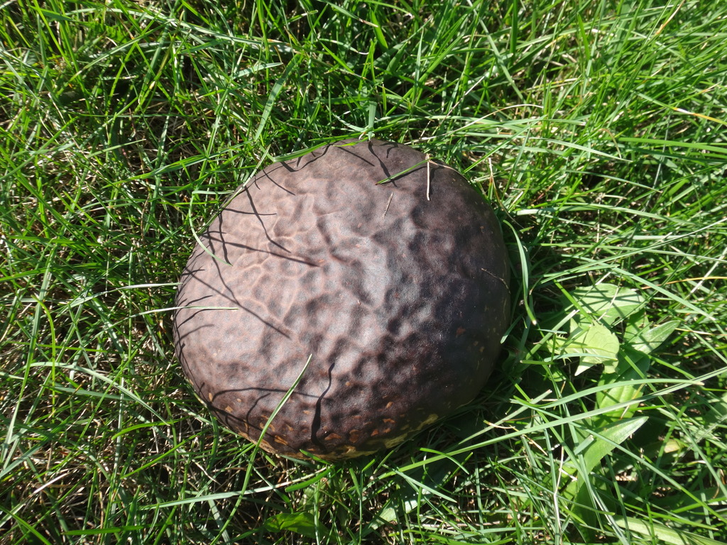 Purple-spored Puffball · September 2026 · photo: Photo: (c) Alie / C.A. Kratzer, some rights reserved (CC BY-SA) · iNaturalist