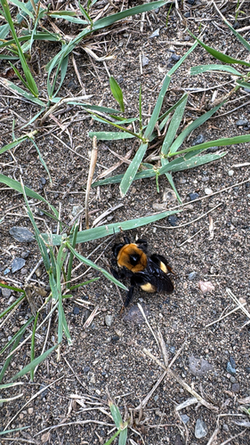 Nevada Bumble Bee