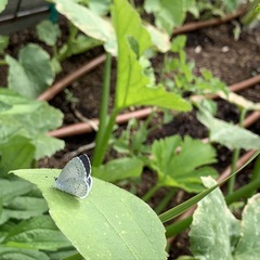 Celastrina argiolus