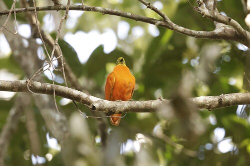 Orange Dove