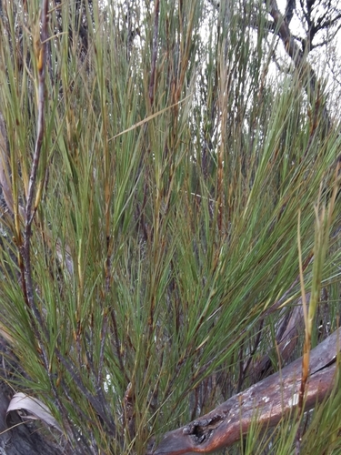 Dracophyllum filifolium observed 2026-08-24