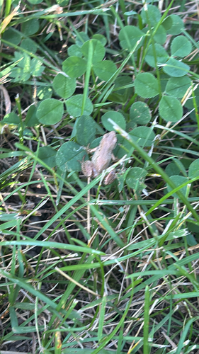 Boreal Chorus Frog