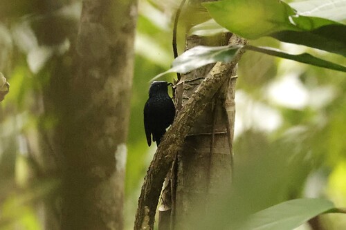 Natewa Silktail