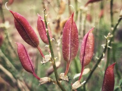 Astragalus eremiticus