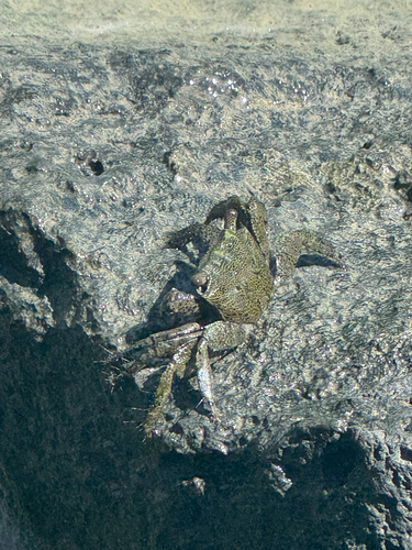 Metopograpsus thukuhar observed 2026-09-04