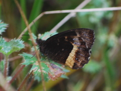 Pedaliodes phaea