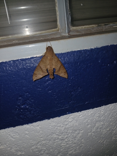 Lesser Ficus Sphinx