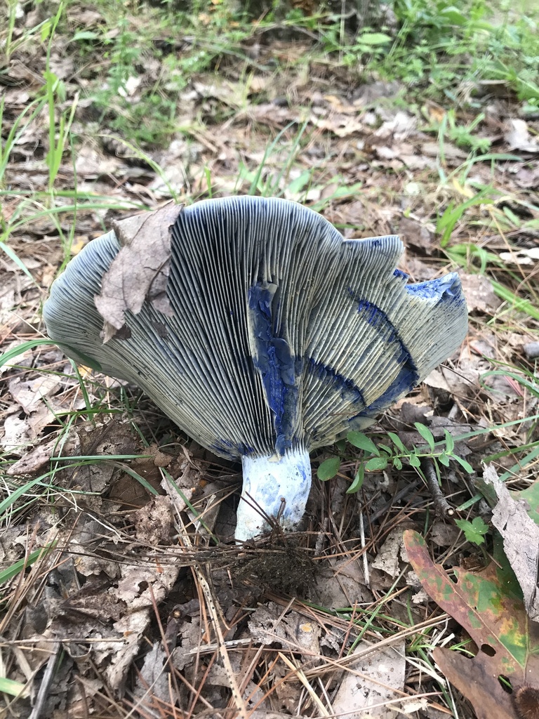 indigo milk cap · September 2026 · photo: Photo: (c) Matthew Rozanoff, some rights reserved (CC BY) · iNaturalist