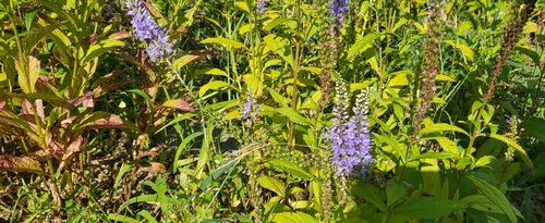 Veronica linariifolia observed 2026-09-05