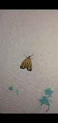 Arctiinae
