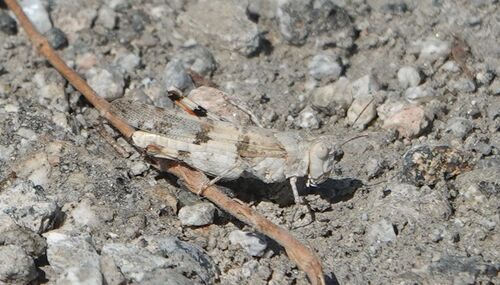 Strenuous Grasshopper