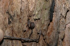 Corymbia trachyphloia, photograph (c) Greg Tasney, some rights reserved (CC BY-SA)