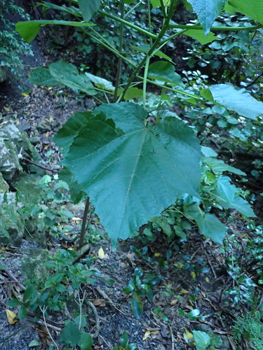 Entelea arborescens, photograph 6
