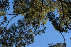 Corymbia trachyphloia, photograph (c) Greg Tasney, some rights reserved (CC BY-SA)