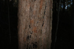 Corymbia trachyphloia, photograph (c) Greg Tasney, some rights reserved (CC BY-SA)