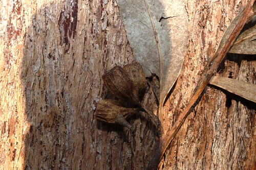 Eucalyptus planchoniana, photograph 3