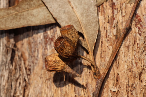 Eucalyptus planchoniana, photograph 2