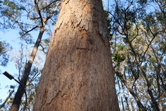Eucalyptus planchoniana, photograph (c) Greg Tasney, some rights reserved (CC BY-SA)