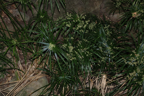 Cyperus alternifolius, photograph 4