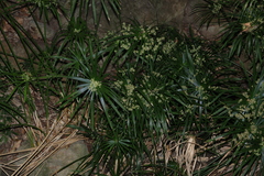Cyperus alternifolius, photograph (c) Greg Tasney, some rights reserved (CC BY-SA)