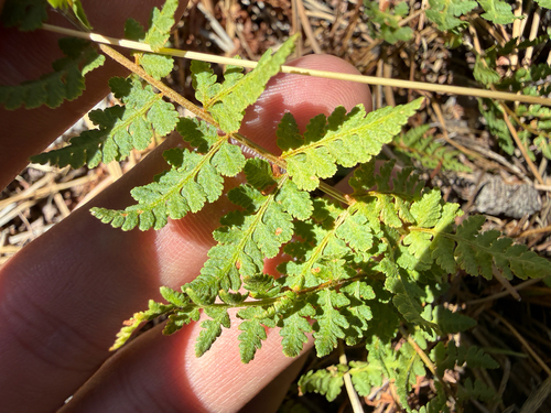 Rocky Mountain woodsia
