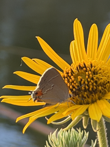 Gray Hairstreak
