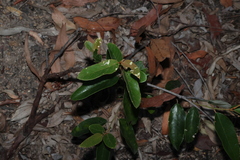 Alphitonia excelsa, photograph (c) Greg Tasney, some rights reserved (CC BY-SA)