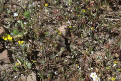 Rigiopappus leptocladus