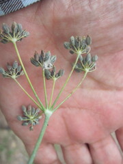 Dill (Anethum)