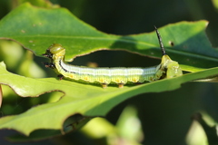 Cephonodes