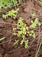 Nemophila pedunculata