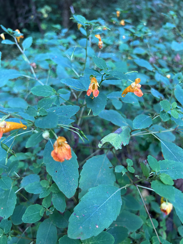 common jewelweed